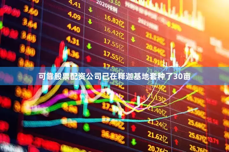 可靠股票配资公司已在释迦基地套种了30亩
