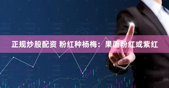 正规炒股配资 粉红种杨梅：果面粉红或紫红